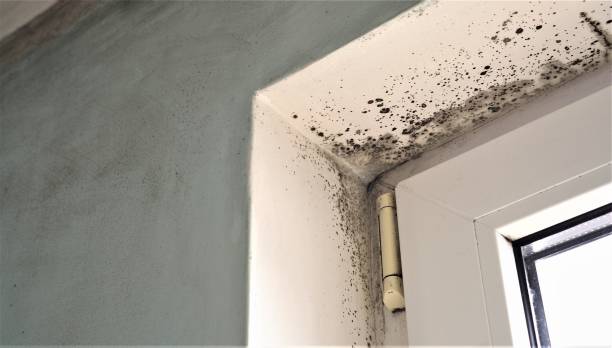 Best Mold Odor Removal Services  in USA